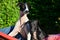 Sighthound puppies