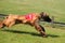 Sighthound race