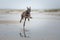 Sighthound running at a beach