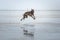 Sighthound running at a beach