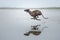 Sighthound running at a beach