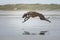 Sighthound running at a beach