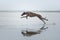 Sighthound running at a beach