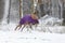 Sighthound running in the Snow