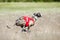 Sighthounds lure coursing competition