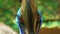 Sightings of cassowary birds in the wild