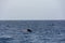 Sightings on a whale watching tour off the coast of Tenerife, Spain