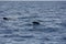 Sightings on a whale watching tour off the coast of Tenerife, Spain