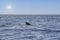 Sightings on a whale watching tour off the coast of Tenerife, Spain