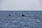 Sightings on a whale watching tour off the coast of Tenerife, Spain