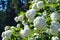 Sightly white flowers of viburnum on green background