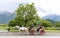 The sightseeing carriage in a town,the alps,switzerland