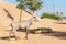 Sightseeing traiKulan in an open-air cage Dubai Safari Parkn awaits passengers at the Dubai Safari Park