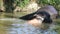 SIGIRIYA, SRI LANKA - FEBRUARY 2014: View of an elephant bathing in a stream. Itï¿½s common practice to refresh elephants after a
