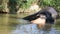 SIGIRIYA, SRI LANKA - FEBRUARY 2014: View of an elephant bathing in a stream. Itï¿½s common practice to refresh elephants after a