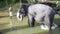 SIGIRIYA, SRI LANKA - FEBRUARY 2014: View of an elephant standing in a stream and eating plants. Itï¿½s common practice to refresh