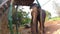 SIGIRIYA, SRI LANKA - MARCH 2014: Adult elephant playing and stretching trunk towards camera with large tree branch.