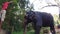 SIGIRIYA, SRI LANKA - MARCH 2014: Close up of elephant and truck with mahout giving it a bucket of water to drink.