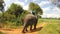 SIGIRIYA, SRI LANKA - MARCH 2014: Tourist enjoying elephant ride on dirt track close to Sigiriya rock.