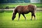 sigle one brown horse graze on green grass in a meadow