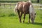 sigle one brown horse graze on green grass in a meadow