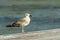 A sigle seagull at the Conceicao Lagoon, in Florianopolis, Brazil