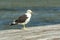 A sigle seagull at the Conceicao Lagoon, in Florianopolis, Brazil