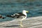 A sigle seagull at the Conceicao Lagoon, in Florianopolis, Brazil