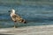 A sigle seagull at the Conceicao Lagoon, in Florianopolis, Brazil