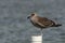 A sigle seagull at the Conceicao Lagoon, in Florianopolis, Brazil