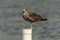 A sigle seagull at the Conceicao Lagoon, in Florianopolis, Brazil