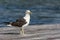 A sigle seagull at the Conceicao Lagoon, in Florianopolis, Brazil