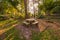 Sigle table in the forests
