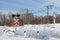 Sign adjustable railway crossing equipped with a semaphore, signal columns