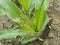Sign of corn leaf and shoot damage from insect