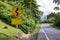 Sign curved road on the way at the natural Field Or forest. Warning attention Right curve sign at Rural highway. Road sign showing