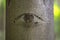 A sign in the form of a human eye appeared on the surface of the tree bark. Concept: the all-seeing eye of nature, spying on peopl