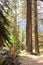 Sign hiking trail on a wooden post in the autumn mountain forest.