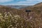 A sign in the middle of meadow of wildflowers leading down to the ocean on the Tomales Point Trail