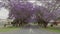 sign at the section of pound street known as jacaranda avenue at grafton