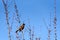 Sign of spring, American Robin perched in a tree with fresh spring buds, against a sunny blue sky