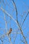 Sign of spring, American Robin perched in a tree without leaves, against a sunny blue sky