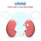 Sign and symptom of kidney disease, bad health. Urine is a very bad smell, this sign of a kidney problem.