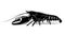 Signal crayfish black and white