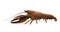 Signal crayfish isolated illustration