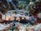 Signal goby displaying eye spots, Raja Ampat, Indonesia