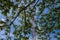 Signal towers, peeking out from a corner with branches and leaves