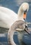 Signet with adult mother Swan on a lake