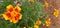 Signet Marigold flower