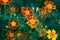 Signet Marigold flower